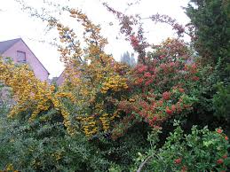 Image result for Pyracantha