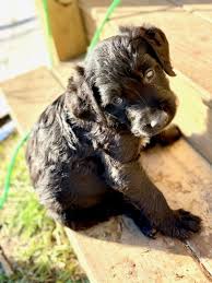 Stunning miniature golden doodle puppies. Slick Male Double Doodle Puppie For Sale At Waller Texas Vip Puppies In 2020 Puppies For Sale Double Doodle Puppies Puppies