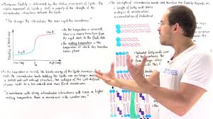 Fluid Mosaic Model: Cell Membranes Article (Article) | Khan Academy