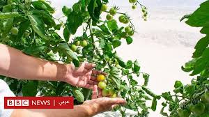 تحلية مياه البحر لزراعة الصحراء حلم قريب المنال في الأردن Bbc News عربي