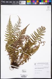 Image result for Amauropelta bergiana