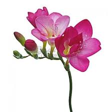 This specie of flower even though this beautiful black bloom looks to be as dark as the night, it's in fact a very dark shade of red. Pin On Freesia