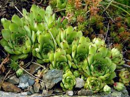 Instructions for medicinal use (rus). Houseleek Superstitions History And Medicinal Benefits World Of Succulents Sempervivum Tectorum Succulents Planting Herbs