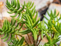 Image result for Crassula morrumbalensis