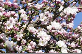 Maybe you would like to learn more about one of these? Apple Blossoms Blutenmeer Bloom Spring Branch Smell Beautiful Apple Tree Flowers Bud Nature Pikist