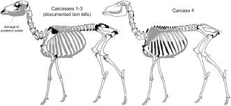Like all felines , they directly register; Deer Skeletal Diagram Showing Locations Damaged By Mountain Lions While Download Scientific Diagram