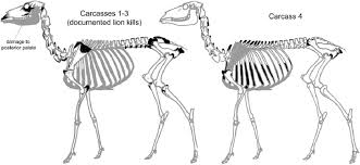 Mobility problems in cats are obvious. Deer Skeletal Diagram Showing Locations Damaged By Mountain Lions While Download Scientific Diagram