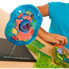Creating a 3d animal cell project is a great way to model and familiarize yourself with all the various organelles that make up an animal cell. 4d Science Animal Cell Model Homeschool Biology Timberdoodle Timberdoodle Co