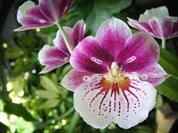 Miltoniopsis Orchid Flower Orchids Cool Plants