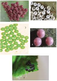 Image result for Pygaera timon