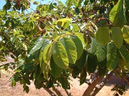 Image result for Lonchocarpus sericeus