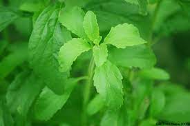 On the careers pages you will find all the opportunities to join our company, what. Guarani Fordern Beteiligung An Stevia Geschaft Blickpunkt Lateinamerika