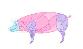 Wie Zeichnet Man Tiere Hausschweine Wildschweine Und Warzenschweine Design Illustration Website Entwicklung Computerspiele Und Mobile Anwendungen