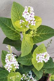 Image result for Pseuderanthemum