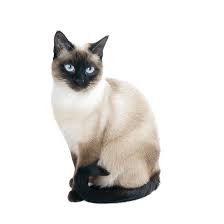 Siamese are really a breed unlike any other. The Siamese Cat Advance