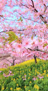 Pin By Jana On Wallpapers Pictures Of Spring Flowers Spring Wallpaper Cherry Blossom Wallpaper