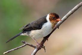 We did not find results for: Yellow Billed Cardinal Wikipedia