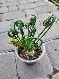 Image result for Albuca virens