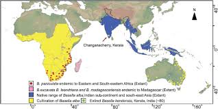 Image result for Basella paniculata