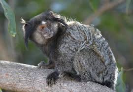 Black tufted marmoset (callithrix penicillata) is considered as one of the new world monkeys under the order of the primates. Black Tufted Marmoset Pet Diet Baby Facts Habitat Primates Park