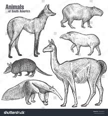 Animals Of South America Hand Drawing Maned Wolf Tapir Capybara Armadillo Anteater Guanaco Vintage Engraving Vecto Animals How To Draw Hands Maned Wolf