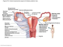 Female anatomy includes the external genitals, or the vulva, and the internal reproductive organs, which include the ovaries and the uterus. The Reproductive System Modified By Dr Par Mohammadian Ppt Video Online Download