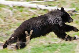 Black Bears Can Run 30 Mph Swim And Climb Trees In Short You Can T Escape Zhivotnye Medved Bezh