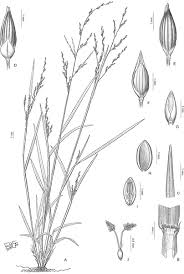 Image result for Panicum heterostachyum