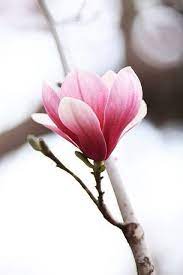 Du Co Bất Cứ Chuyện Gi Hay Tin Rằng Ngay Pretty Flowers Flowers Photography Beautiful Flowers