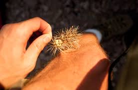 The canyon hills are dotted with sagebrush, cactus, waves of brome and stipa grass highlighted by a few picturesque oaks. Colin H Sillerud Photoventures Just Another Wordpress Com Weblog