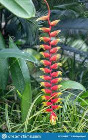 Beautiful Red Heliconia Rostrata Flower In A Garden Common Names For The Genus Include Hanging Lobster Claw Stock Image Image Of Exotic Color 155587917