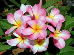 Frangipani, auch plumeria oder tempelbaum genannt, hat intensiv duftende, spiralförmige blüten, die von frühling bis herbst erscheinen. Uhlig Kakteen Ihr Spezialist Fur Kakteen Und Andere Sukkulente Pflanzen