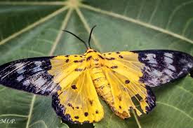 Image result for Dysphania