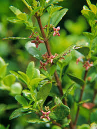 Image result for Celastraceae