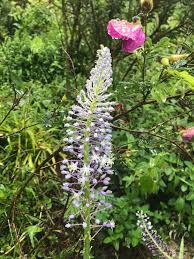 Image result for Drimia calcarata