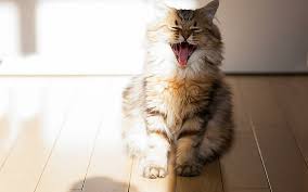 Happy face funny smile picture. Hd Wallpaper A Very Happy Cat Funny Cute Smile Animal Animals Wallpaper Flare