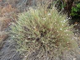 Image result for Athrixia