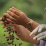 El rescate de los saberes ancestrales del cacao en Caquetá, Guaviare y Putumayo