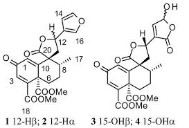 Image result for Croton pseudopulchellus