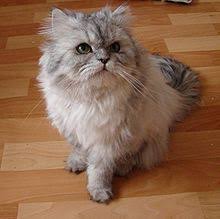 You can specify conditions of storing and accessing cookies in your browser. Persian Cat Wikipedia