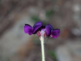 Image result for Triainolepis sancta