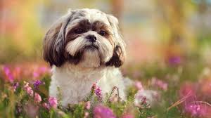We did not find results for: 9 Fluffy Facts About The Shih Tzu Mental Floss