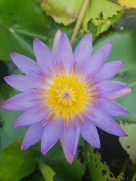 Image result for Nymphaea nouchali