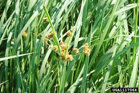 Image result for Cyperus nuerensis