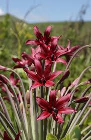 Image result for Cyrtanthus welwitschii