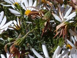 Image result for Dimorphotheca cuneata