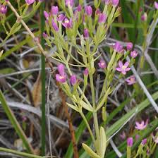 Image result for Gentianaceae