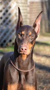 The next most common color for the doberman is the red and rust color. Red And Rust Ambassador Pretty Dogs Doberman Photography Doberman Pinscher Red