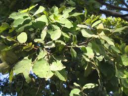 Image result for Eucalyptus torelliana
