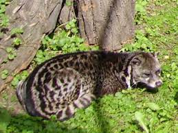August 14th is the international lizard day (world lizard day). Wildlife In Indonesia Types Of Indonesian Animals Az Animals
